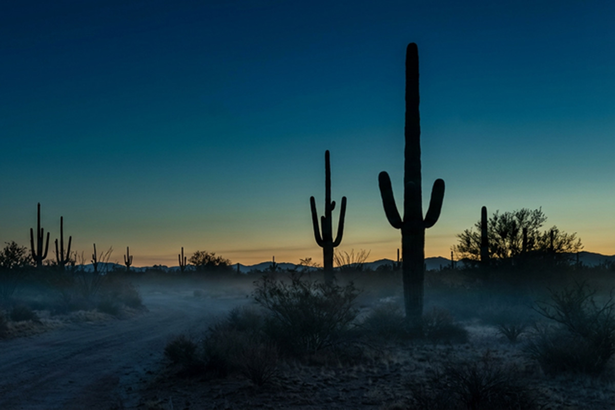 About Silverfeather Solutions